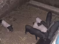 Қабан, Вьетнамская вислобрюхая — 2-сурет