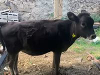 Bull, Cattle — photo 3