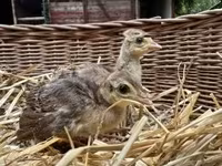 Guinea fowl — 3-сурет