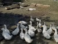 Ducks — Foto 1