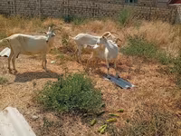 Էգ այծ, Saanen goat — լուսանկար 1