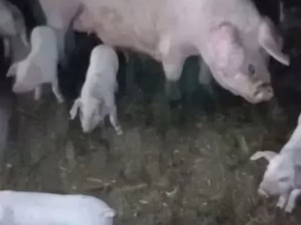Boar, Pigs — Armenia