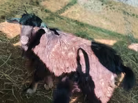 تيس, الماعز — الصورة 2