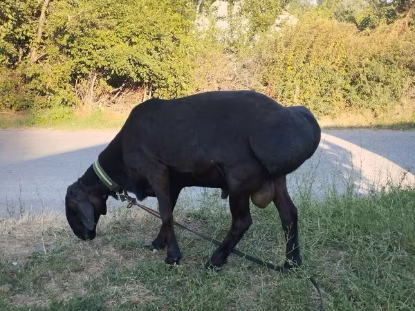 Խոյ, Red Karaman sheep