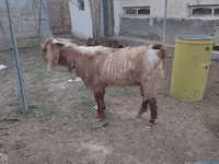 Billy Goat, Beetal goats — photo 2