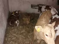 ثور, Simmental cattle — الصورة 3