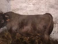 Bulle, Charolais cattle — Foto 2