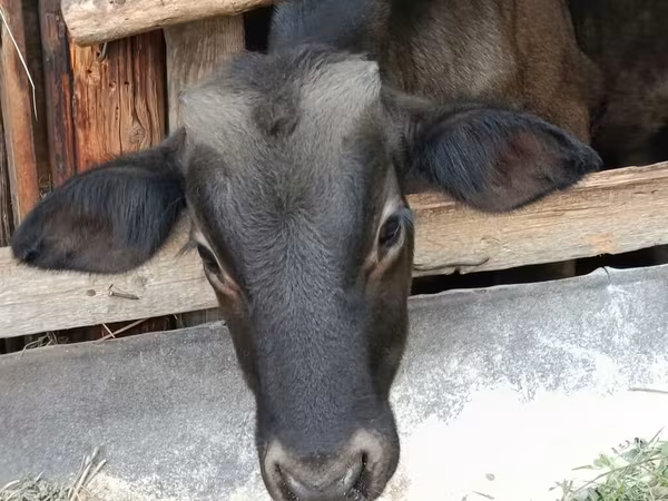 सांड, Swiss cattle