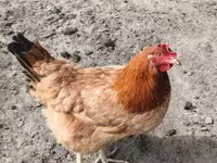 Chickens — լուսանկար 1