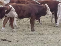 Bull, Auliekol breed — photo 7