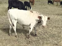 母牛, Red Polled Cow — 照片 2