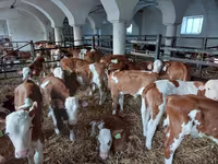 सांड, Simmental cattle — फ़ोटो 6