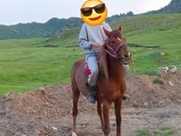 घोड़ा, Anglo-Arabian — फ़ोटो 4
