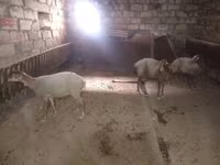 Ոչխար, Ոչխարներ — լուսանկար 2