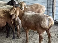 Խոյ, Arashan sheep — լուսանկար 4