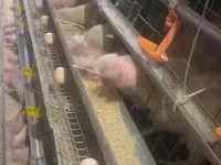 Chickens — Foto 1