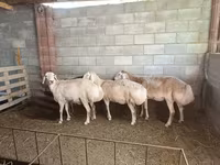 Ոչխար, Afghan Arabi sheep — լուսանկար 2