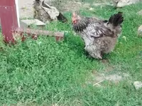 Brahma — foto 4