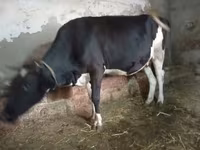 गाय, Russian Black pied cattle — फ़ोटो 5