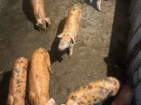 Eber, Schweine — Foto 5