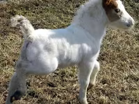 母马, Miniature horse — 照片 7