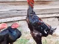 Gallinas Shamo — foto 4