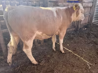 ثور, Simmental cattle — الصورة 1