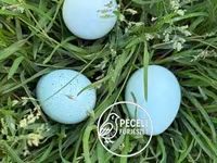 Quails — Foto 1