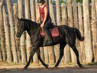 فرس, Quarter Horse — الصورة 5