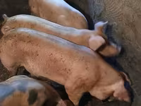 Sow, Pigs — photo 5