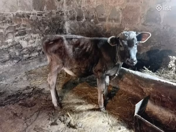 Bull, Cattle — Armenia