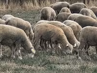 Ոչխար, Ile-de-France sheep — լուսանկար 4