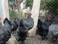 Australorp — foto 5