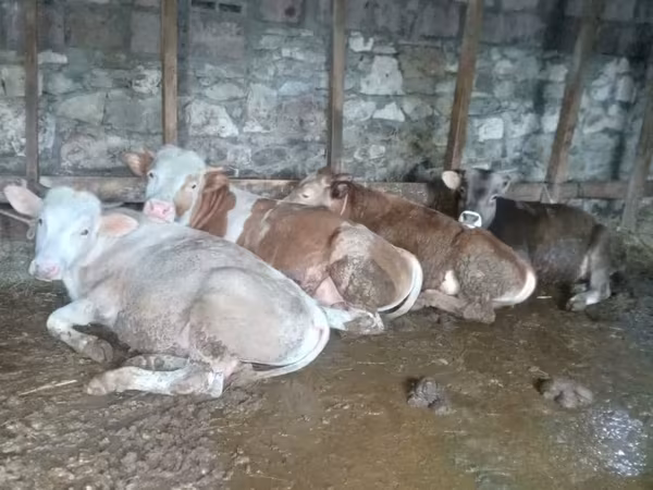 Կով, Խոշոր եղջերավոր — Հայաստան