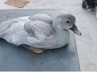 Ducks — photo 7