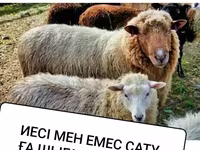 Ոչխար, Ոչխարներ — լուսանկար 2
