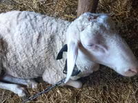 Խոյ, Awassi sheep — լուսանկար 3