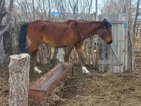 Mare, Kazakh horse — photo 5