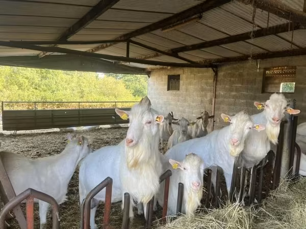 Արու այծ, Saanen goat