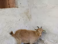 Cabra, Saanen goat — foto 3