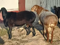 Қошқар, Tian-Shan semifinewool sheep — 1-сурет