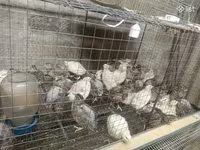 Quails — फ़ोटो 1