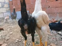 Chickens — Foto 3