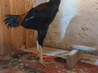 Chickens — լուսանկար 4