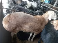 Խոյ, Ոչխարներ — լուսանկար 1