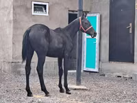 Hengst, Thoroughbred horse — Foto 1