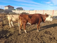 Kuh, Latvian Blue cattle — Foto 2