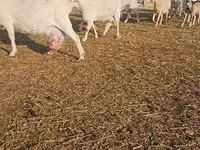 Էգ այծ, Saanen goat — լուսանկար 5
