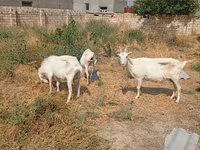 Էգ այծ, Saanen goat — լուսանկար 6