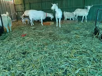 Cabra, Pomellata goat — foto 6